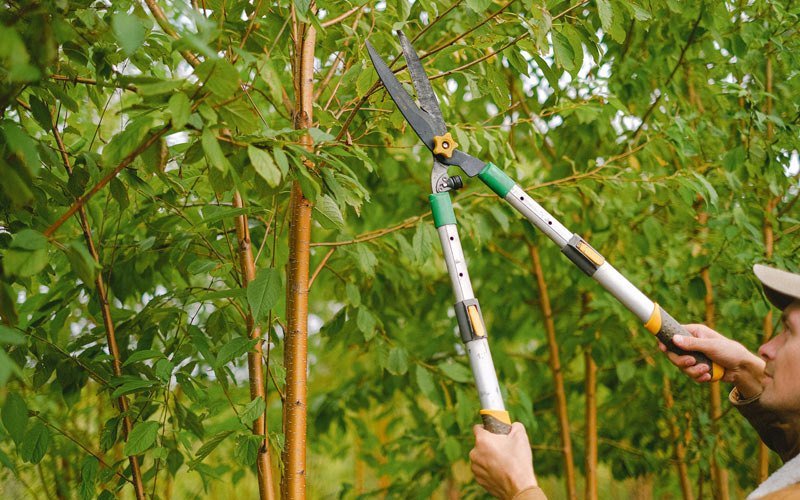 Tree trimming in Hernshaw, WV