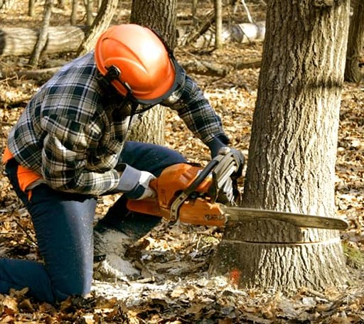 Tree Removal in Hernshaw, WV